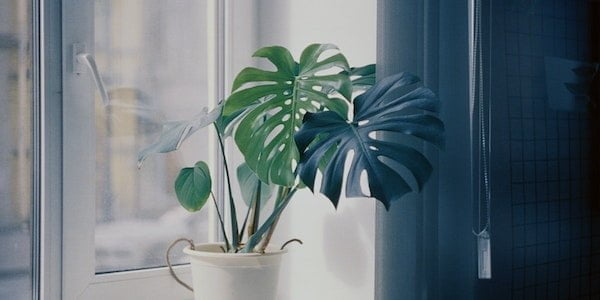tumbuhan dalam rumah